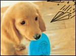 nintendogs labrador ses amis ds – capture d'écran gameplay Nintendo Wii